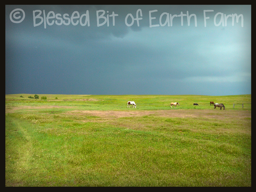 Blessed Bit of Earth Farm where the #sheep roam freely, faithfully protected by our #ColoradoMountainDogs